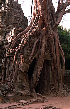 ANGKOR