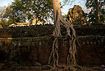 Ta Prohm (Angkor)