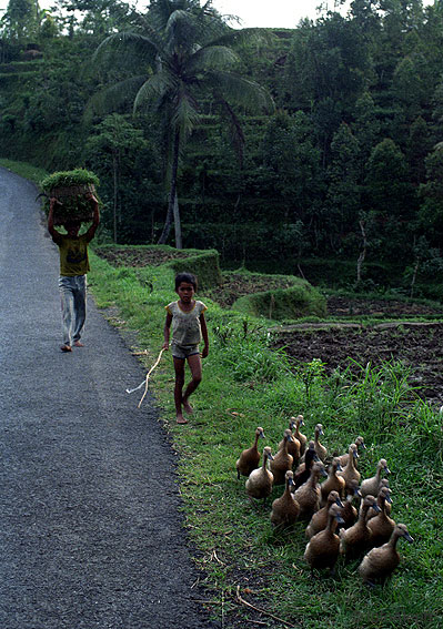 Bali