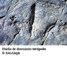 Dinosaurio. Huella de ornitopodo