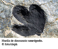 Dinosaurio. Huella de sauropodo