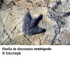 Dinosaurio. Huella de teropodo