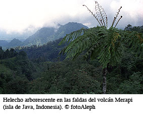 Dinosaurio. Helecho arborescente