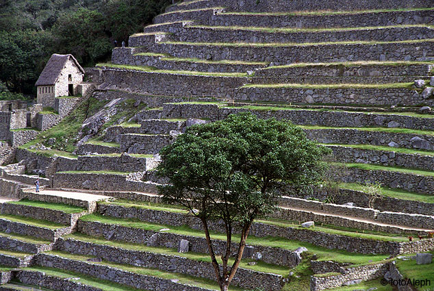 Los incas