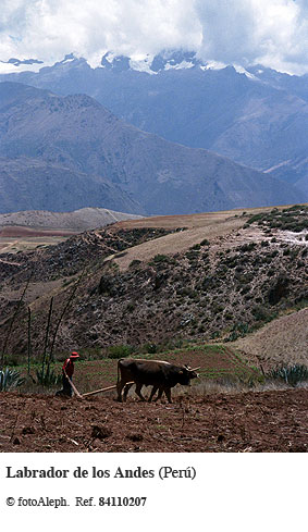 Los incas