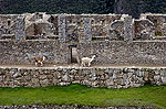 Los incas