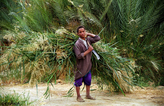 El oasis de Siwa