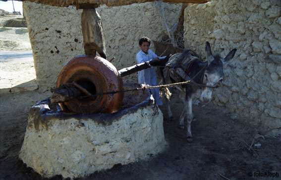 El oasis de Siwa