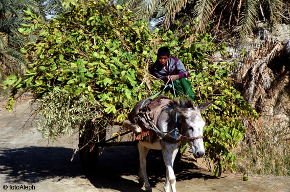 El oasis de Siwa