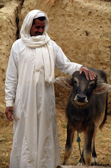 El oasis de Siwa