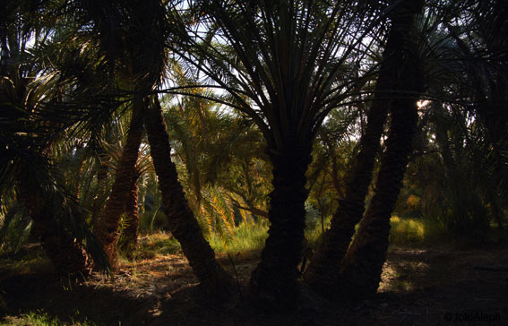 El oasis de Siwa