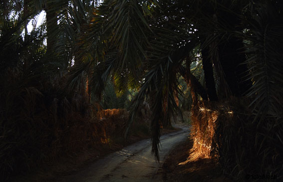 El oasis de Siwa