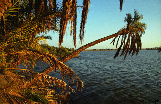 El oasis de Siwa