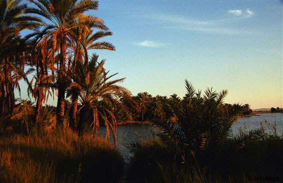 El oasis de Siwa