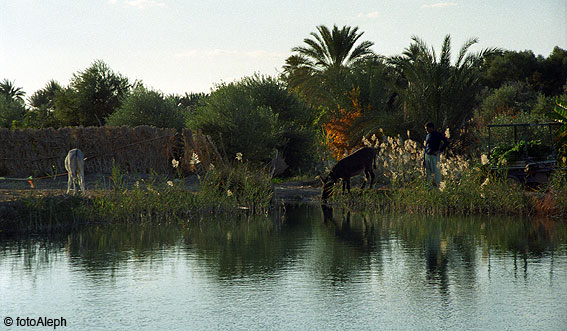 El oasis de Siwa