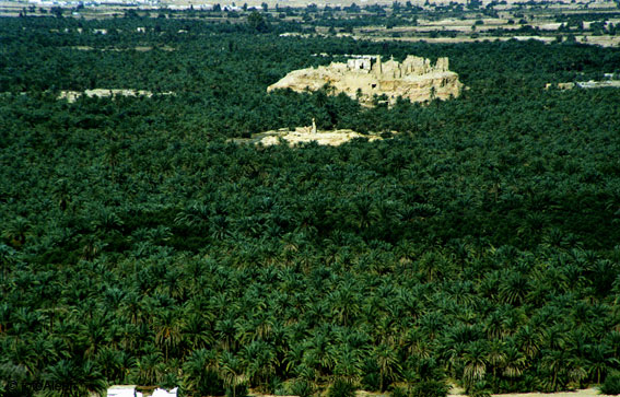 El oasis de Siwa