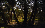 El oasis de Siwa