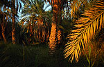 El oasis de Siwa