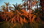 El oasis de Siwa