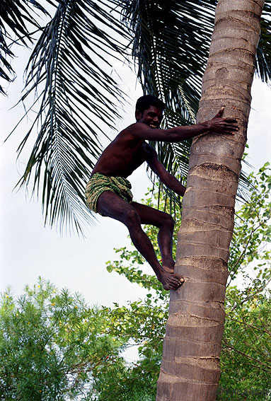 Pescadores de Sri Lanka