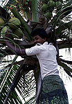 Pescadores de Sri Lanka