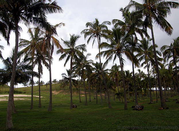 Rapa Nui