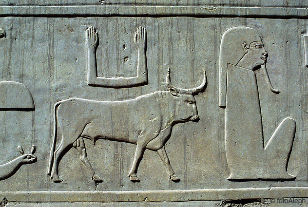 El zoo del faraon