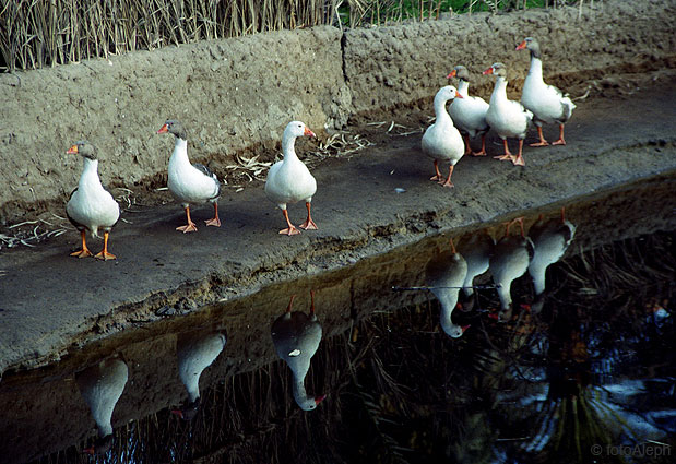 El zoo del faraon