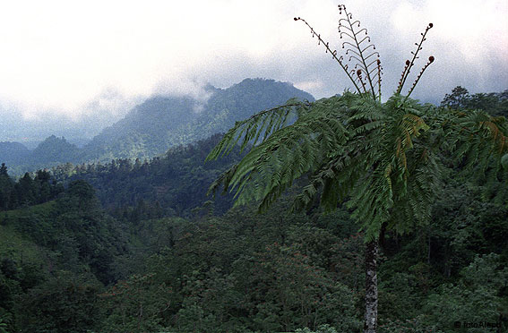 Volcanes de Indonesia