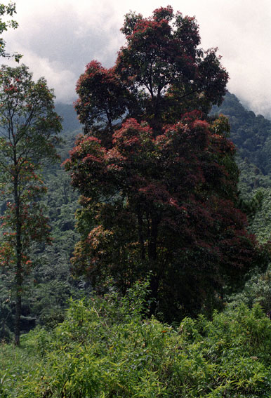 Volcanes de Indonesia