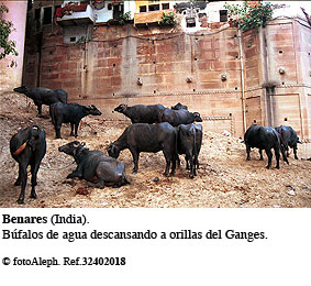 Benares