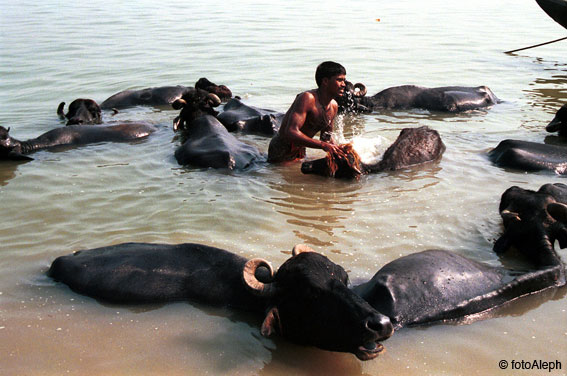 Benares