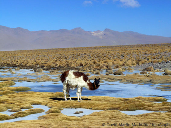 Bolivia