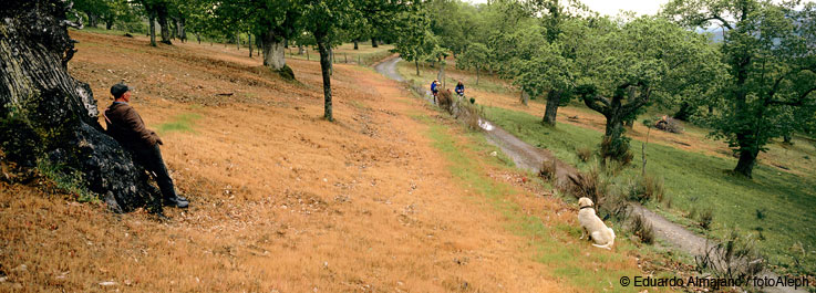 El Camino de Santiago