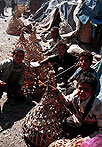 Sana'a (Yemen). Vendedores de pollos en el Suq al-Qat