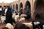 Rissani (Marruecos). Recinto de venta de ganado en el mercado