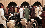Rissani (Marruecos). Recinto de venta de ganado en el mercado