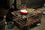 El Cairo. Vendedora ambulante de pollos