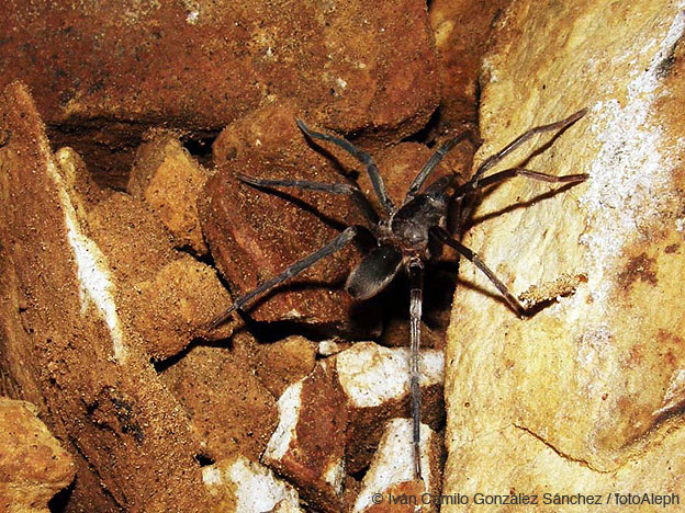 Cavernas de Colombia (El Eden)