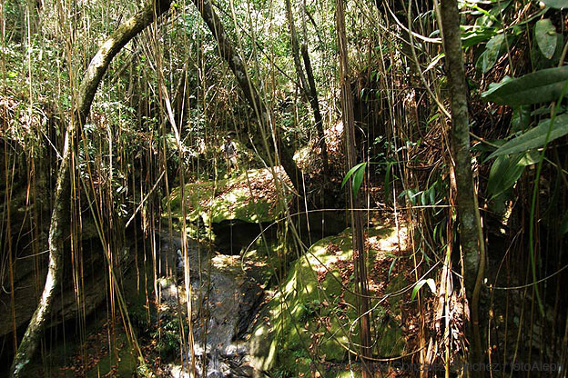 Cavernas de Colombia (Los Guacharos)