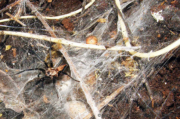 Cavernas de Colombia (Los Guacharos)