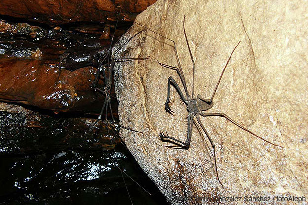 Cavernas de Colombia (Los Guacharos)