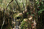 Cavernas de Colombia (Los Guacharos)