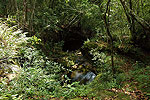 Cavernas de Colombia (Los Guacharos)