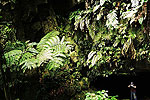 Cavernas de Colombia (Los Guacharos)