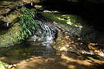 Cavernas de Colombia (Los Guacharos)