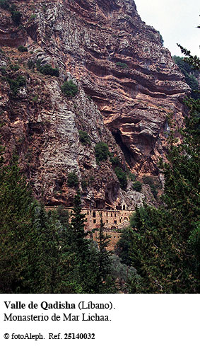 Cedros del Libano