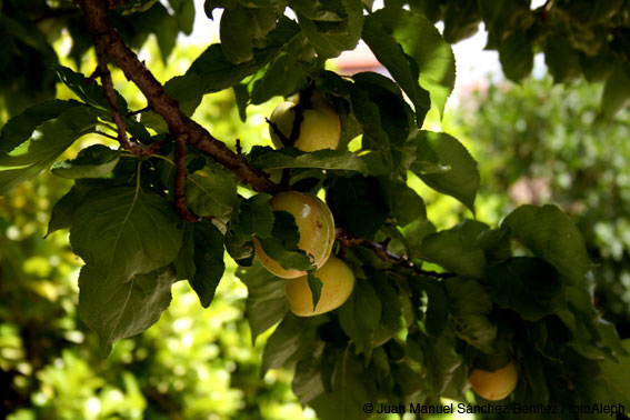 El jardin de Mercedes