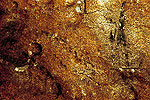 Cueva de Basaura. Pintura rupestre