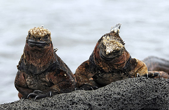 Islas Galapagos